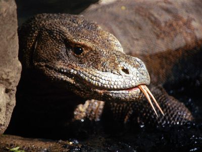 Komodo