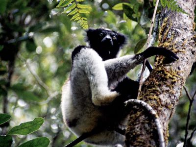 Madagaskar